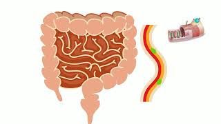 intestines and lymphatics introduction part 1 LRT systemic flow preview 1080p [upl. by Nileek279]