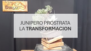 Junipero prostrata la TRANSFORMACION [upl. by Oidivo961]