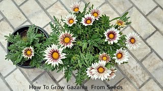 How To Grow Gazania From Seeds  गज़निआ फूल के बीज कैसे उगाएं [upl. by Vivyanne]