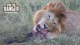 Nomadic Lion Eats As Pride Watches  Maasai Mara Safari  Zebra Plains [upl. by Notrub]