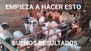 MANEJO DEL GANADO OVINO 🐑  TIPS Y RECOMENDACIONES [upl. by Ema]