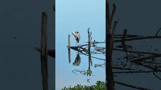 Early morning Birds nature birdwatching birdsounds [upl. by Tigram721]