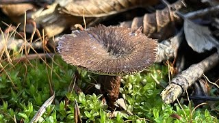 4K Coltricia cinnamomea Mushroom Identification [upl. by Bordy]