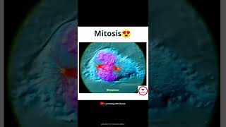 Mitosis cytology short [upl. by Huntlee863]