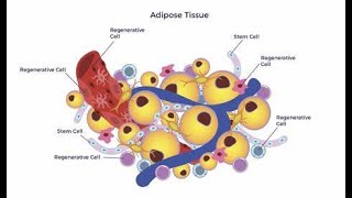 Histology of Adipose Fatty Tissues [upl. by Docila]