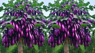 Easy to grow eggplant with new techniques​ Grow Eggplant With Banana [upl. by Iral253]