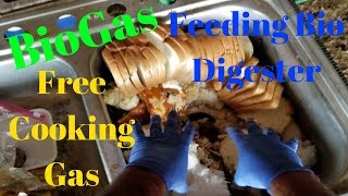 Free Cooking Gas  Feeding The Biogas Digester Food  Home Biogas [upl. by Dixil]