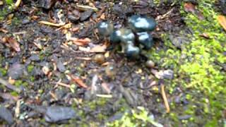 Heavily bruised Psilocybe baeocystis [upl. by Annadal79]