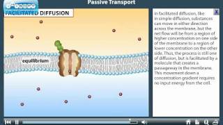 Passive TransportEducation Use Only [upl. by Linzer]