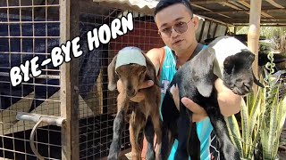 DEHORNING BABY GOATS USING DEHORNING PASTE SAFE AND EFFECTIVE [upl. by Garlan]