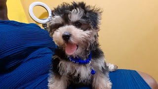 Meet Happy my 8 weeks old morkie puppy 🐶 [upl. by Gokey]