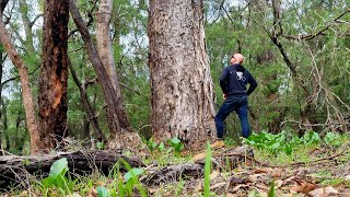 The GIANT Tuart Tree  Busselton Western Australia [upl. by Amairam213]