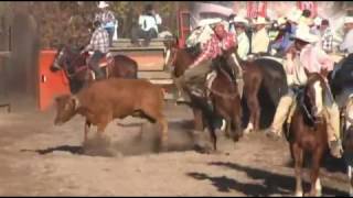 COLEADURA MELEROS 2017 VIDEO STAR [upl. by Jurdi]