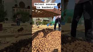 Walnut season in kashmir  kupwara itself called as walnut place in kashmir kashmiri new video [upl. by Oirramaj]