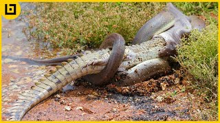 Top 15 Moments When Huge Snakes Eat Their Prey That Will Make You Cringe [upl. by Nilerual]