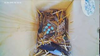 European Starling Egg 1 Hatching and First Feeding at Recke Germany  6320 [upl. by Radferd]