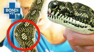 What Has This Snake Swallowed 🐍  Bondi Vet Clips  Bondi Vet [upl. by Seerdi636]