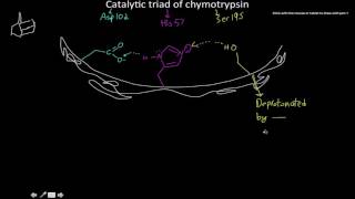 chymotrypsin catalytic triad [upl. by Ahsekar]