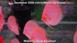 Wayne Ng discus Albino varieties [upl. by Sonstrom851]