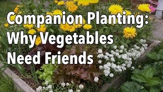 The Complete Guide to Companion Planting [upl. by Bradshaw]