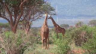 Giraffe Walking to Tree and Eating Leaves [upl. by Dahlstrom]