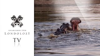 Epic Hippo Battle for Territory  Londolozi TV [upl. by Frances]