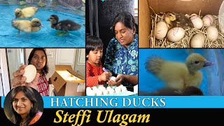 Hatching Duck Eggs in Tamil  Homemade Incubator for Duck Eggs in Tamil [upl. by Renrew]