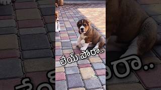 Ley pora 😃 shorts comedyvideos ytfunny animalfundub funnyvoiceover asalainahasyam [upl. by Kacey]