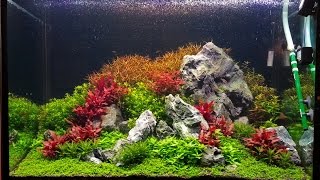 Planted tank rock and AR mini aquascape [upl. by Reace751]