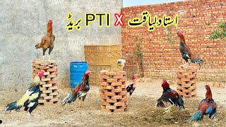 Ustad Liaqat waly murgy or PTI breed [upl. by Aremat]