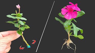 Catharanthus roseus grows roots in just 1 day│Catharanthus roseus [upl. by Atila]