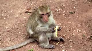 Rhesus Macaque sits on the dirt eating banana fruit [upl. by Legnaesoj877]