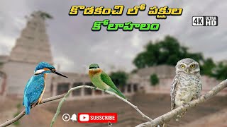 కొడకంచి లో పక్షుల కోలాహలం  Naresh Wildlife Vlog  Telugu  4K [upl. by Artenal]