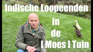 Indische Loopeenden in de Moestuin Alles Over Verzorging en Voordelen De Moesketier [upl. by Otrevire]