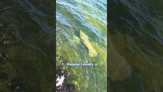 Wow Moment share Worthy 😳 Manatee swimming in Miami wow travel beautiful trending viralvideo [upl. by Loss]