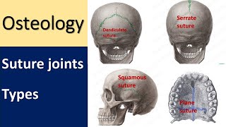 Anatomy of Suture joint l Types l Skull sutureremoval skullanatomy articulation [upl. by Aicre498]