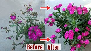 Easy ways to DeadheadPrune Dianthus to get Countless Blooms [upl. by Shelley]