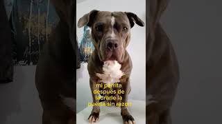 kill Mary pitbull paramascotas krazydoggy lineaenergetik doglover dog pets [upl. by Barkley464]