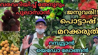 റമ്പൂട്ടാൻപുലാസാൻലോങ്ങൻനന്നായി പൂക്കുവാനുംകൊഴിച്ചിൽ കുറയ്ക്കുവാനും തയ്യാറെടുപ്പ് തുടങ്ങാംbloom [upl. by Benis]