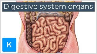 Organs of the Digestive System preview  Human Anatomy  Kenhub [upl. by Evaleen11]