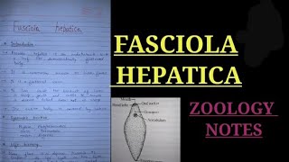 FASCIOLA HEPATICA IN HINDI liverflukenotes zoology bsczoology vbu bbmku skmu zoologynotes [upl. by Lexerd]