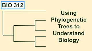 Using phylogenetic trees to understand biology [upl. by Nitsu]