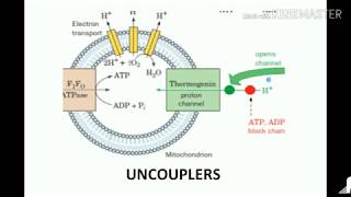 uncouplers of oxidative phosphorylation [upl. by Townsend]