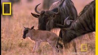 Wildebeest Migration  National Geographic [upl. by Allegra]