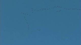 Sandhill Crane Flyover in North Georgia [upl. by Almire58]