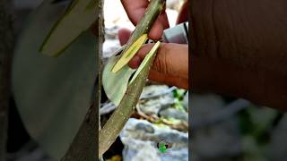 Persimmon tree grafting advanced method shorts treecare [upl. by Wickham]