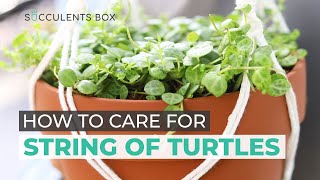 BEST TIPS HOW TO TAKE CARE OF STRING OF TURTLES  PEPEROMIA PROSTRATA [upl. by Iarised]