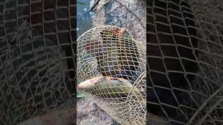 Fishing Tench catchandrelease pesca life fishing free shorts tench live tenca lake rio [upl. by Oisinoid]