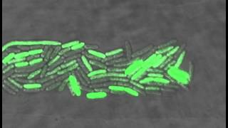 Bacteria oscillate individually [upl. by Eiramenna]