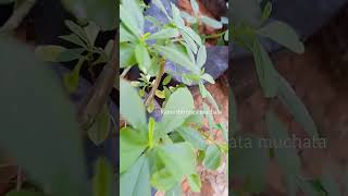 Pov  సిలోన్ బచ్చలిCeylon spinachHow to grow ceylon spinach at home Meerama [upl. by Niras]